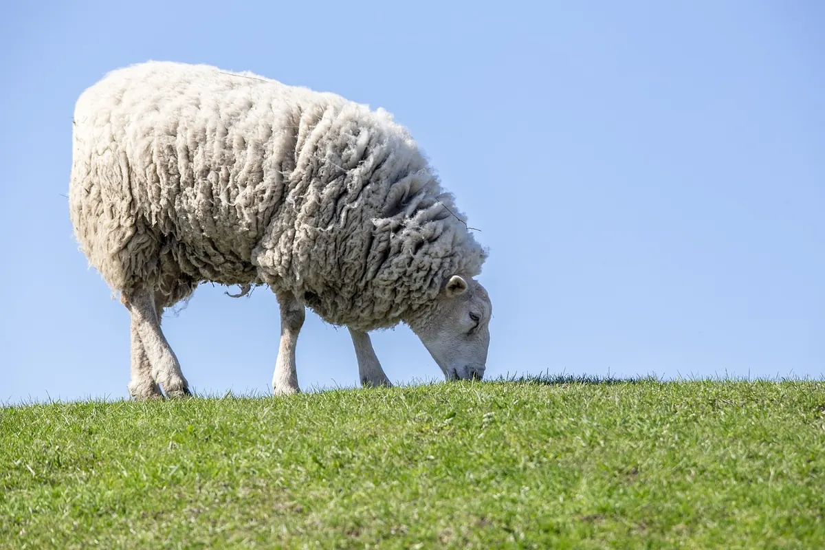 British Wool Explained: What 'British-Made' and 'UK-Grown' Yarn Really Mean